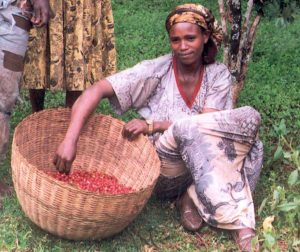 A woman gathers coffee beans in a large woven basket